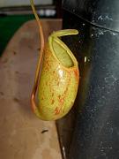 Nepenthes bellii x ventricosa, upper pitcher